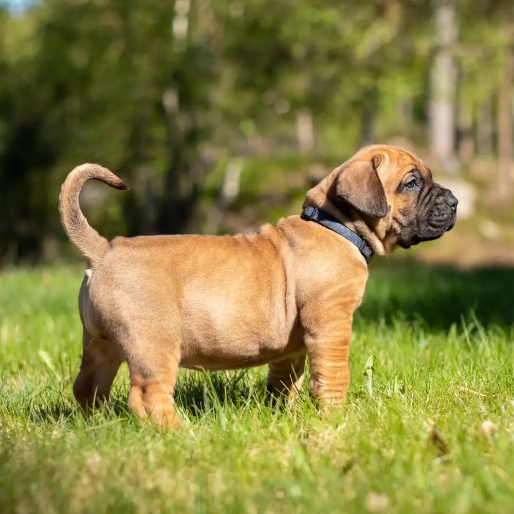Max