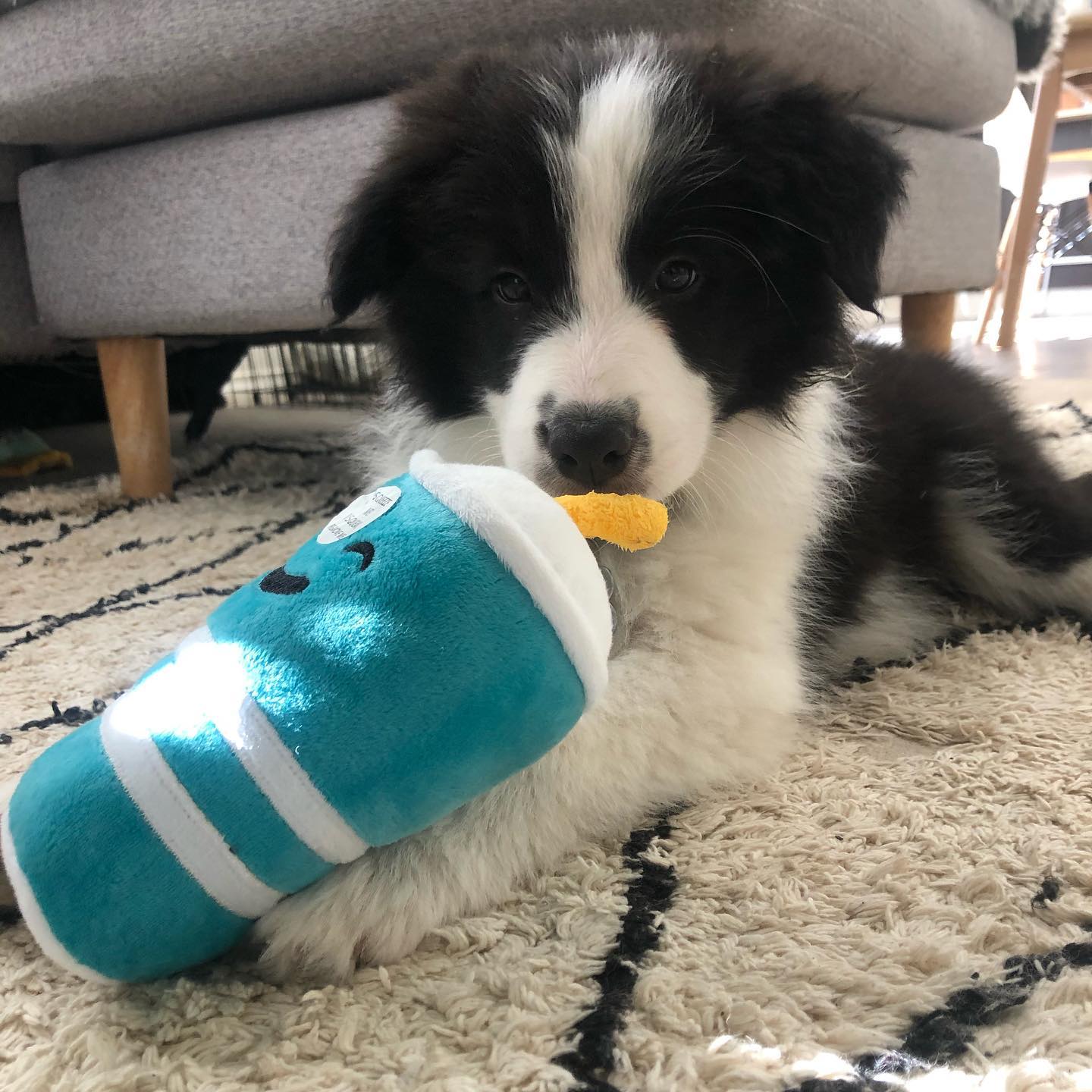 Border Collie