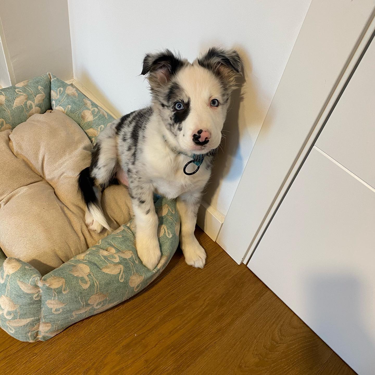 Odin