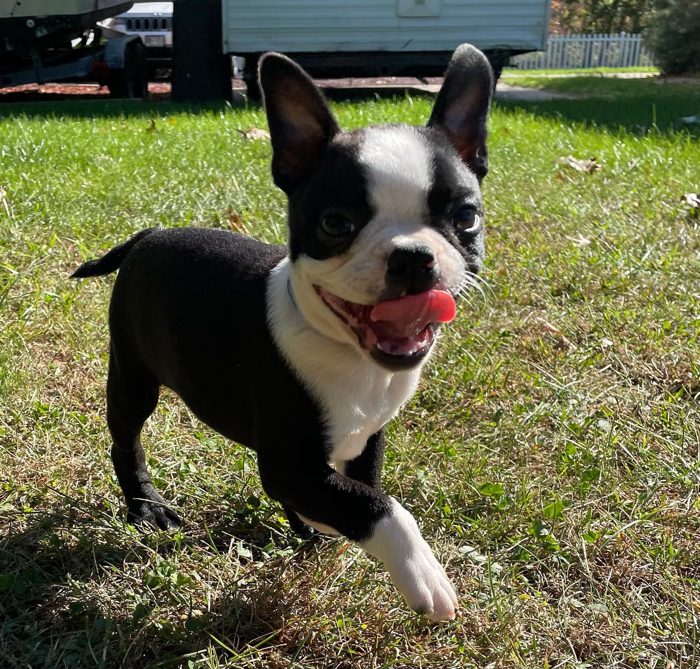 Boston Terrier