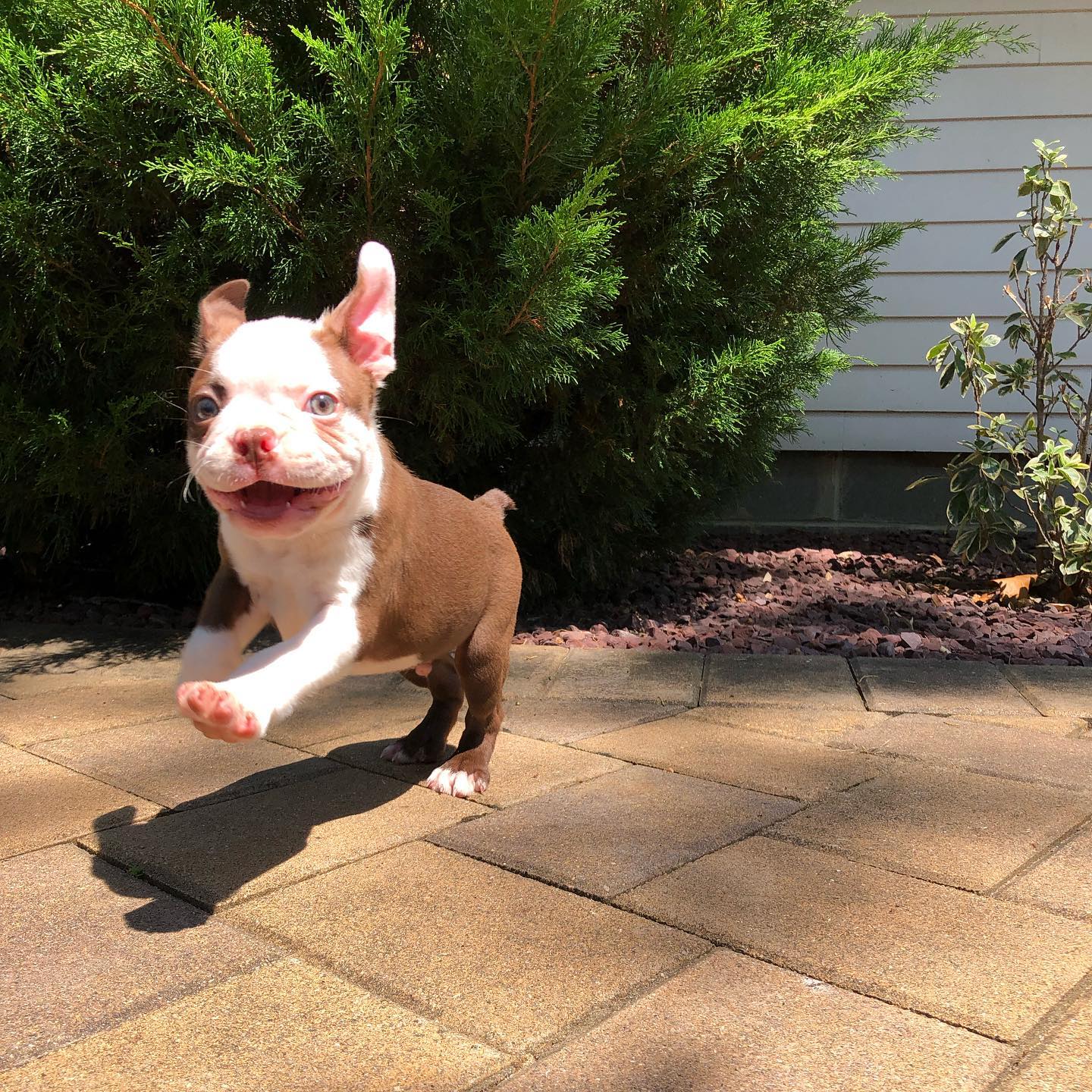 Bruno