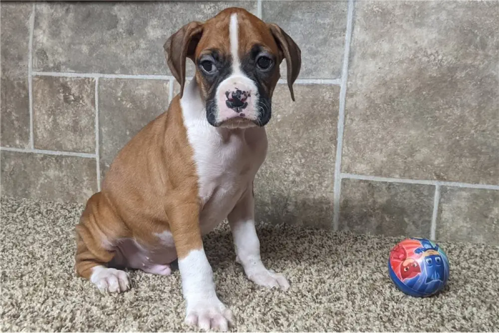 Boxer