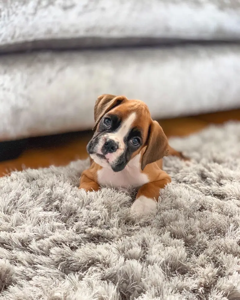 Buster