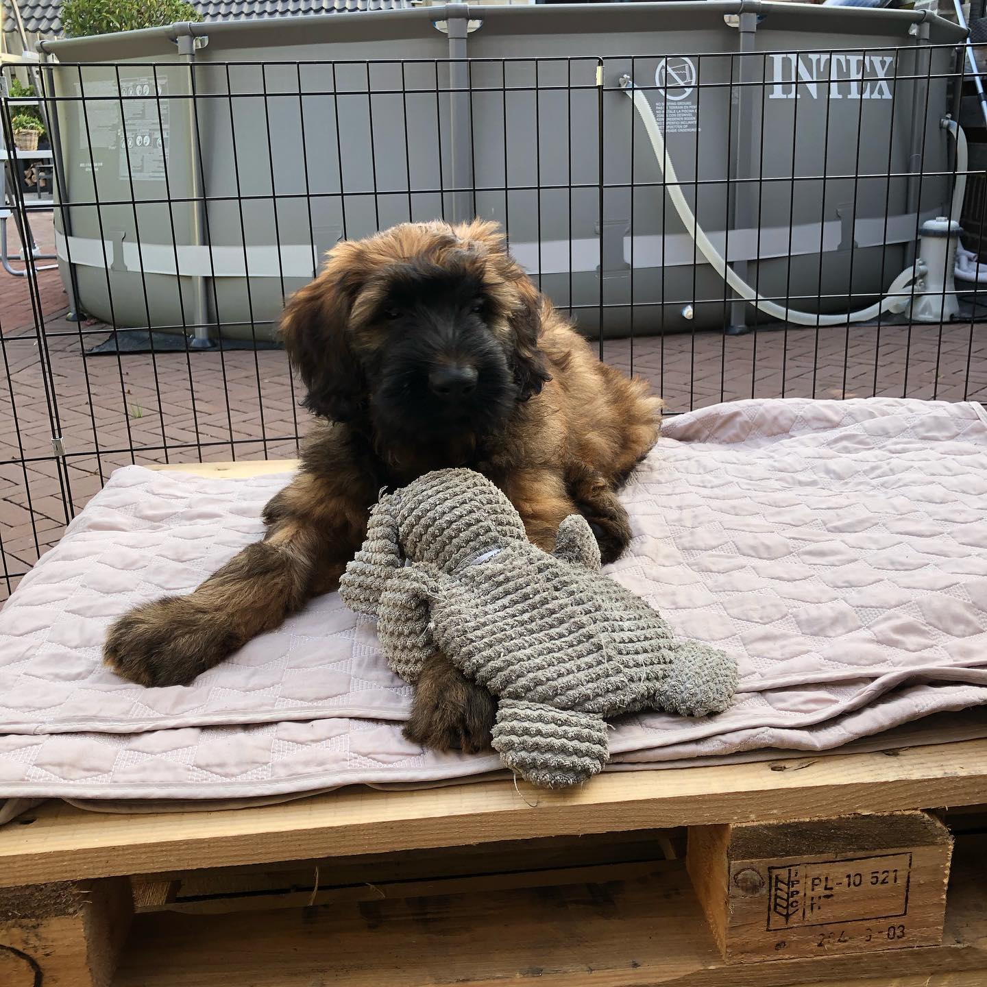 Briard
