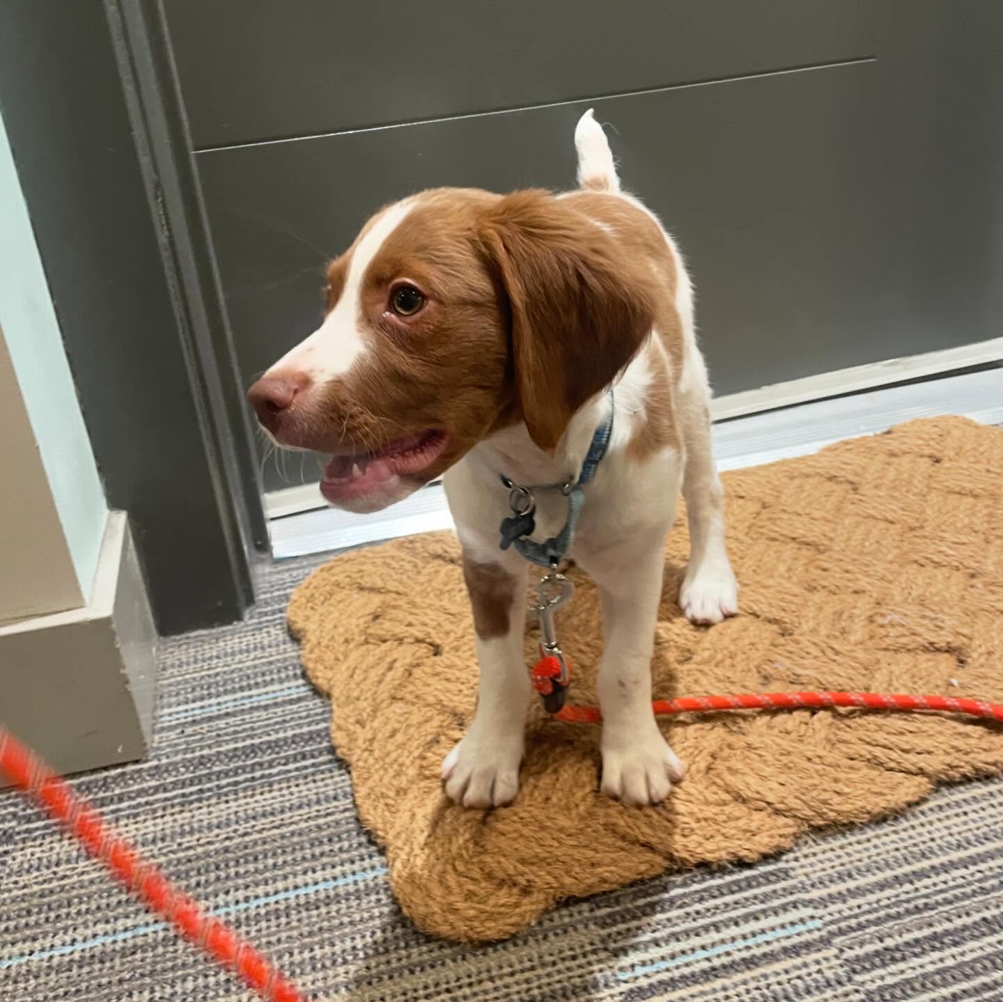 Brittany Spaniel