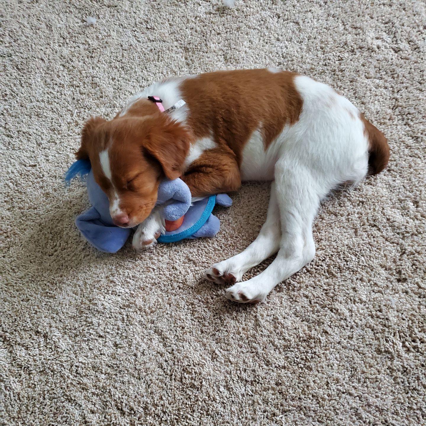 Maggie