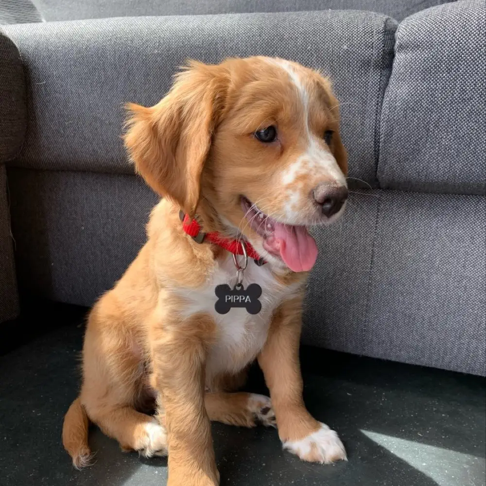 Pippa