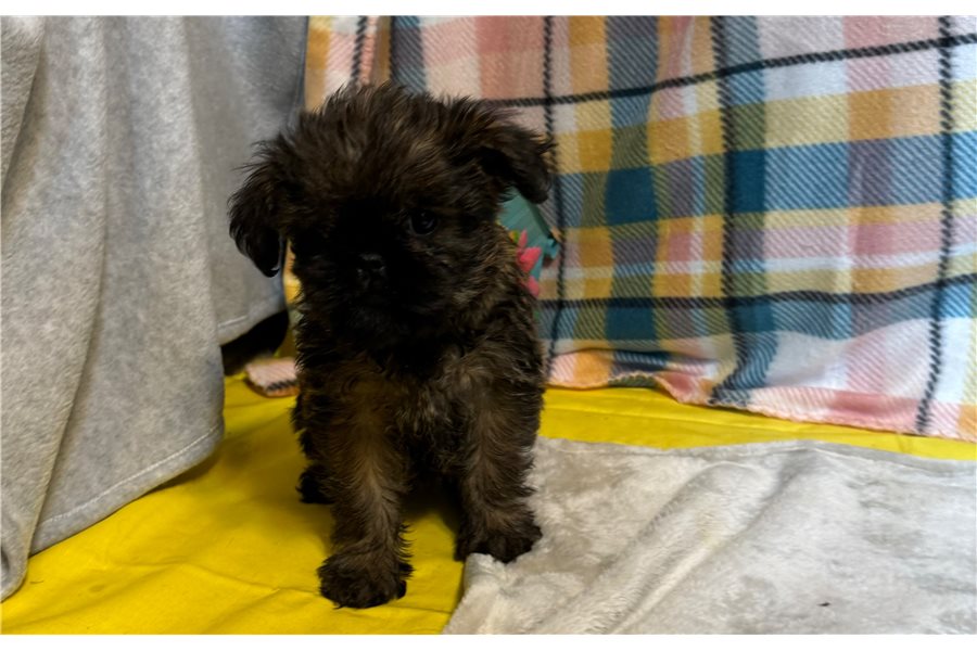 Brüsseler Griffon
