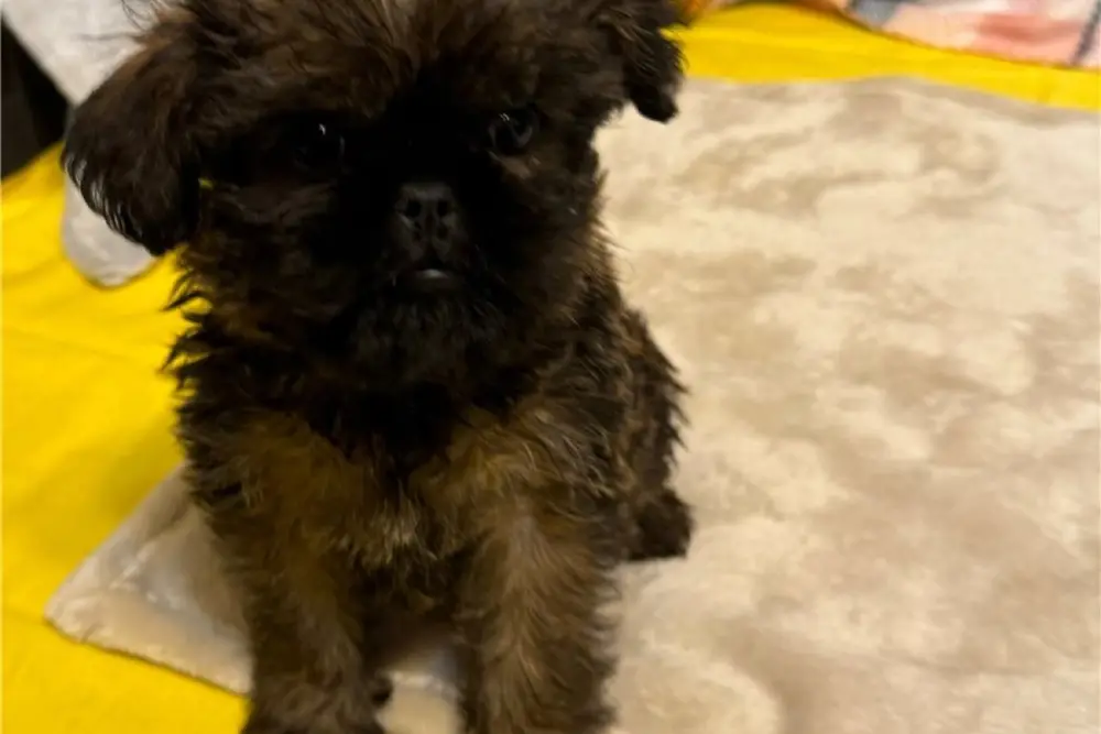 Brüsseler Griffon