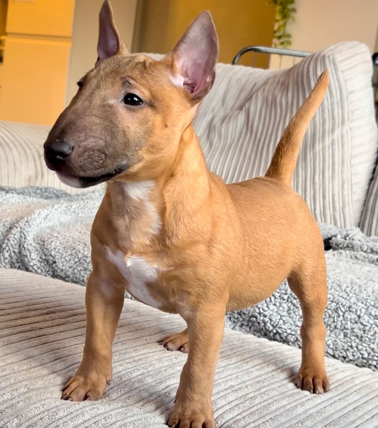 Bull Terrier