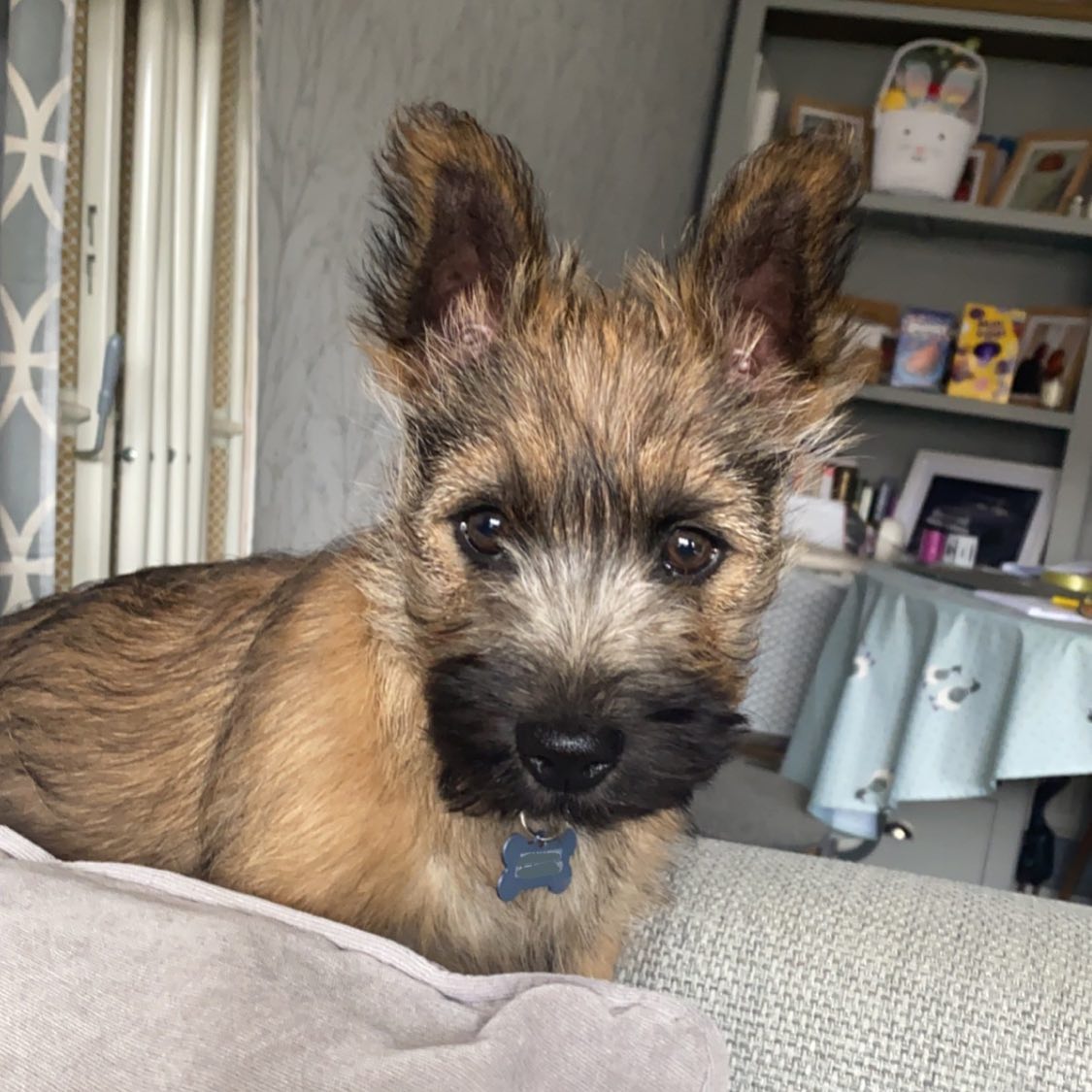 Cairn Terrier