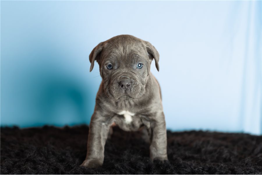 Cane Corso