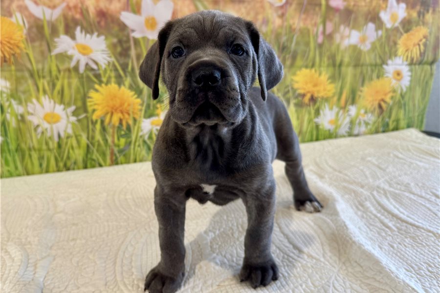 Tracey