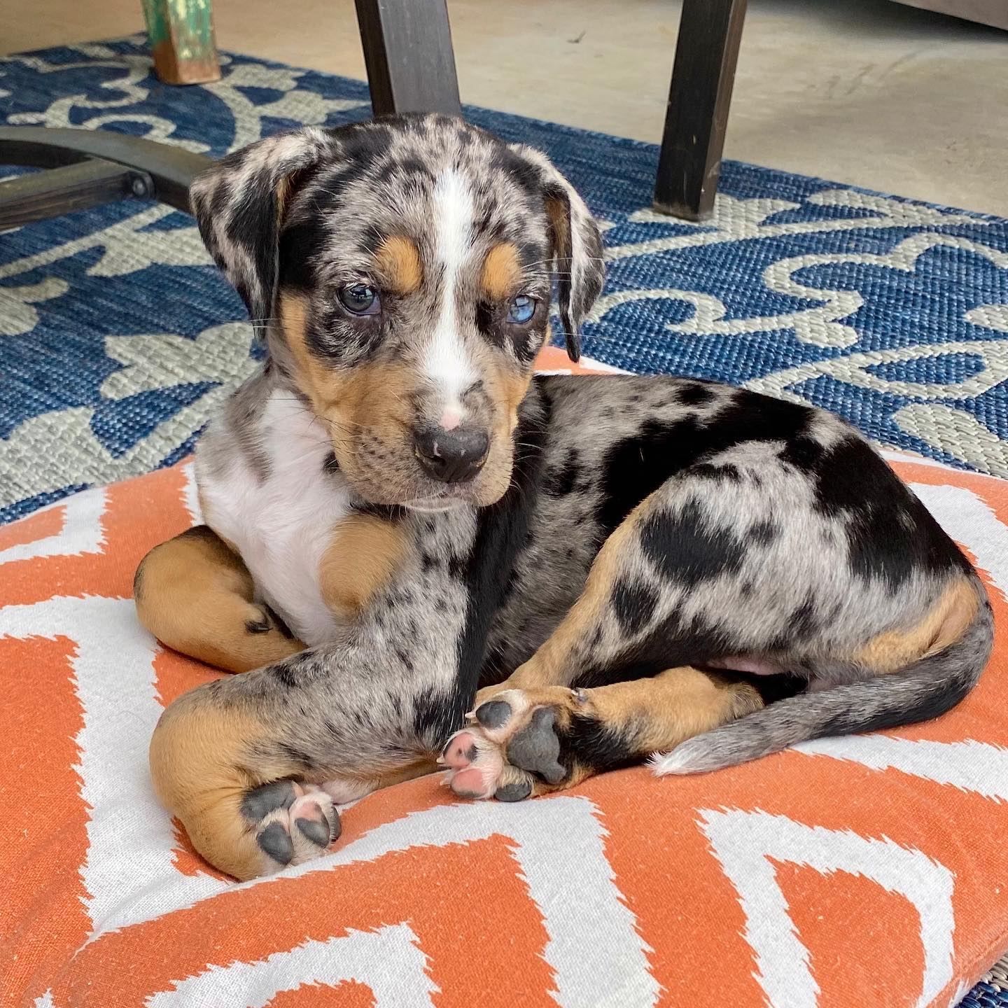 Catahoula Leopard Dog