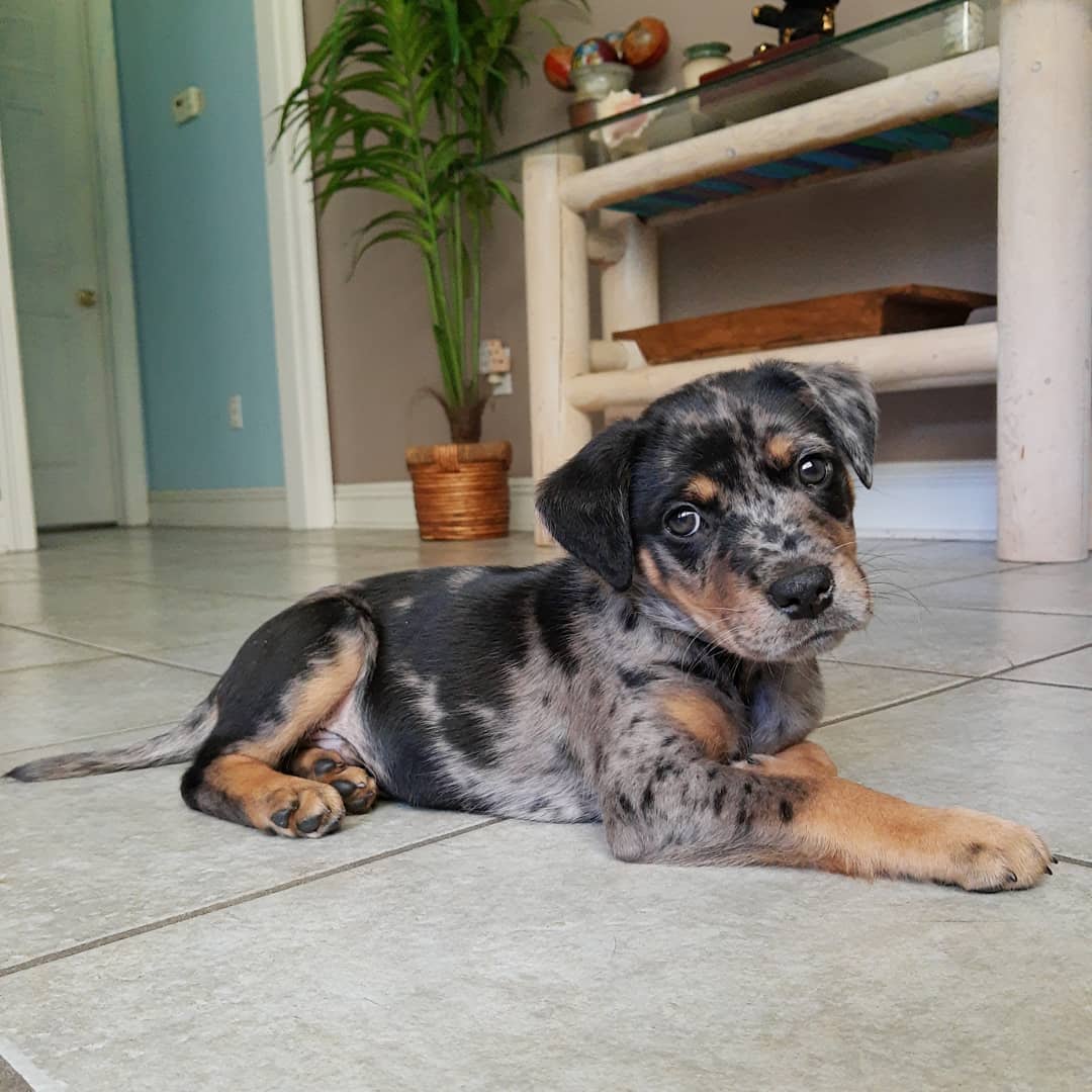 Koa