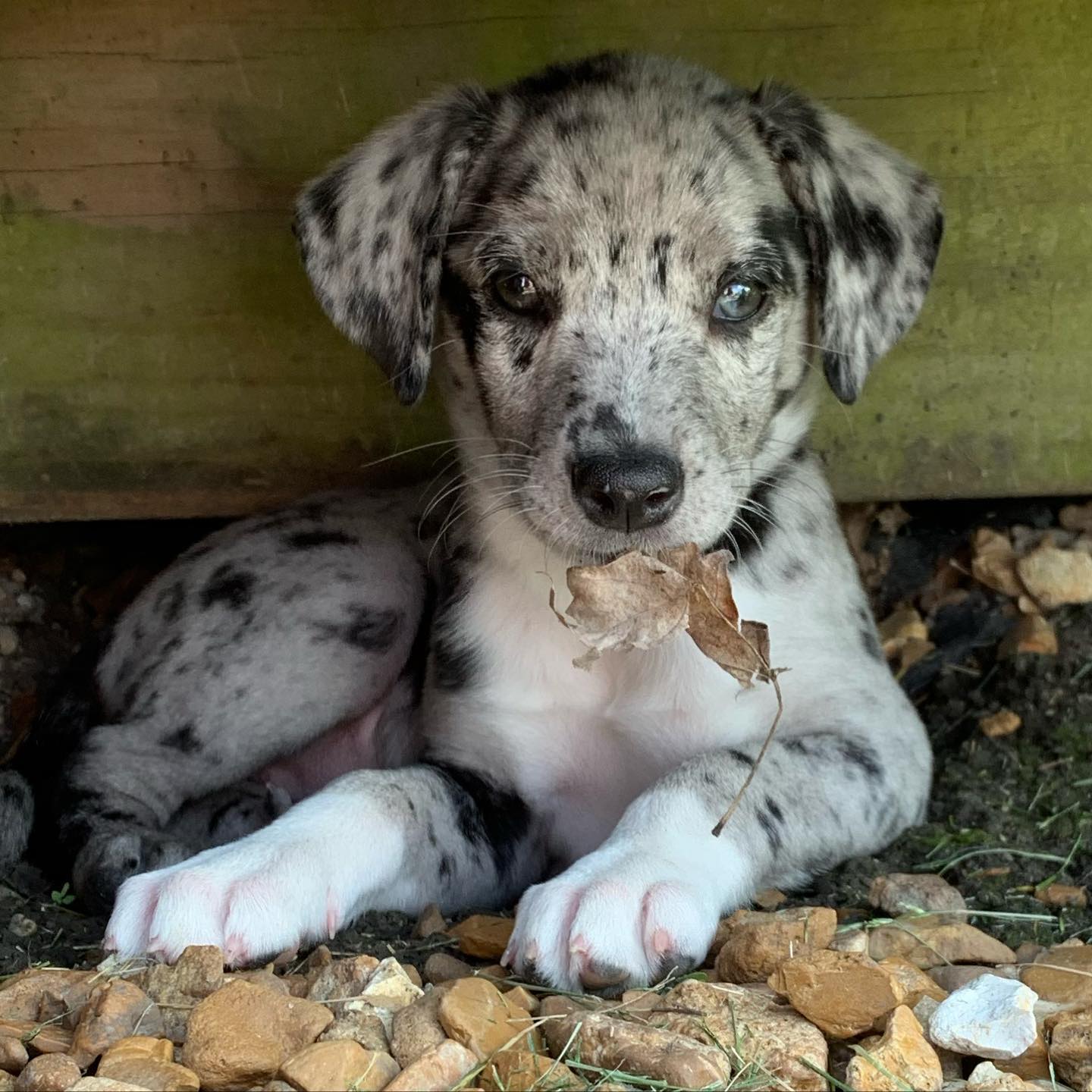 Luna
