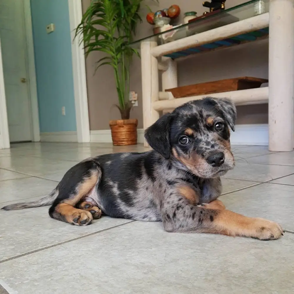 Koa