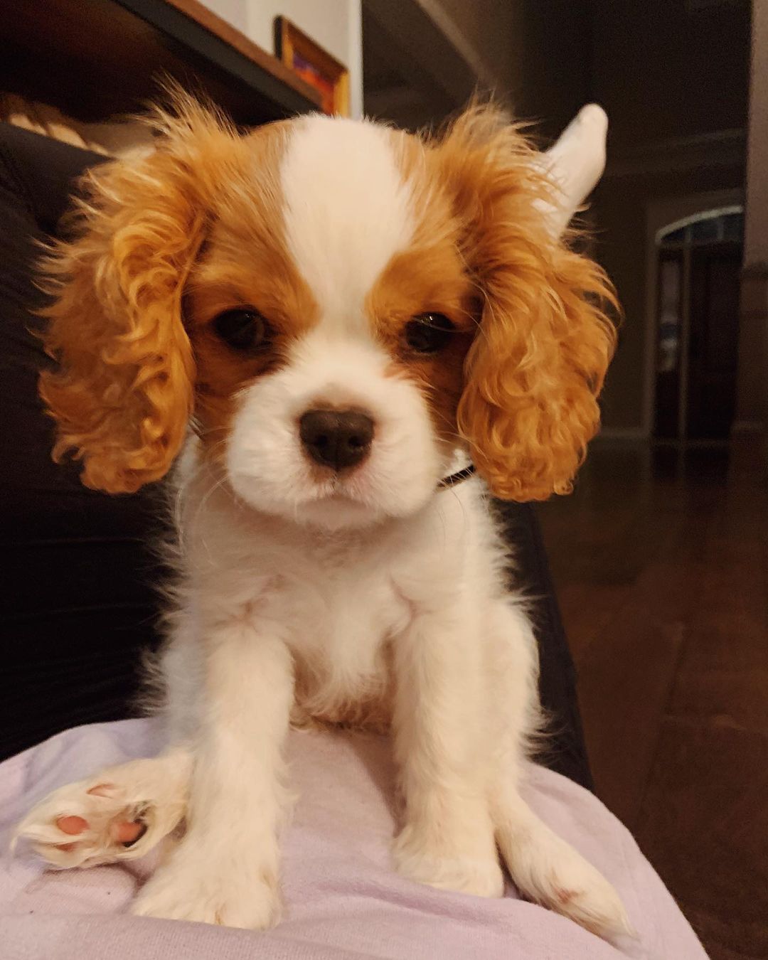 Cavalier King Charles Spaniel