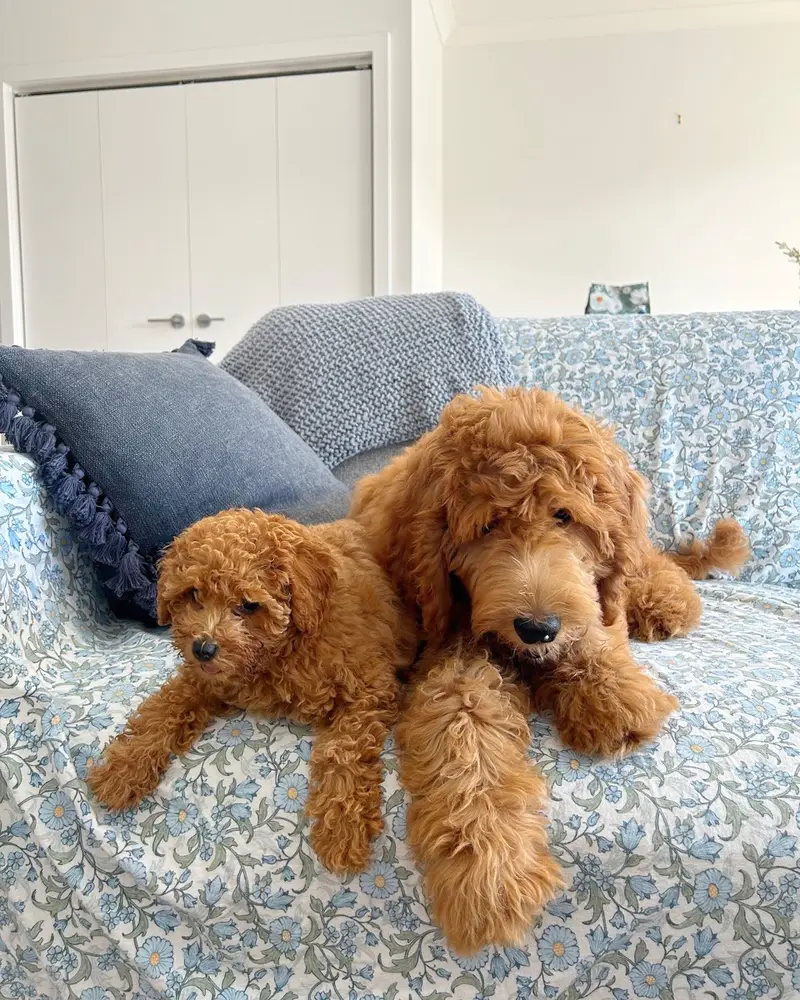 Cavoodle