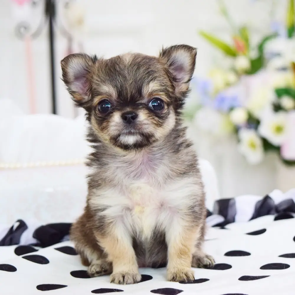 Chihuahua