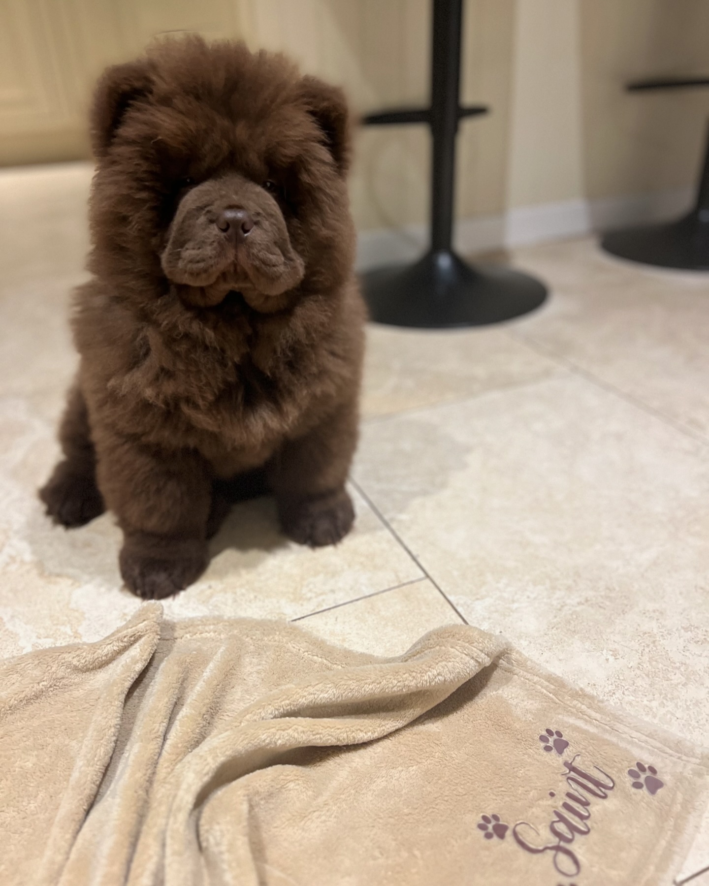 Chow Chow