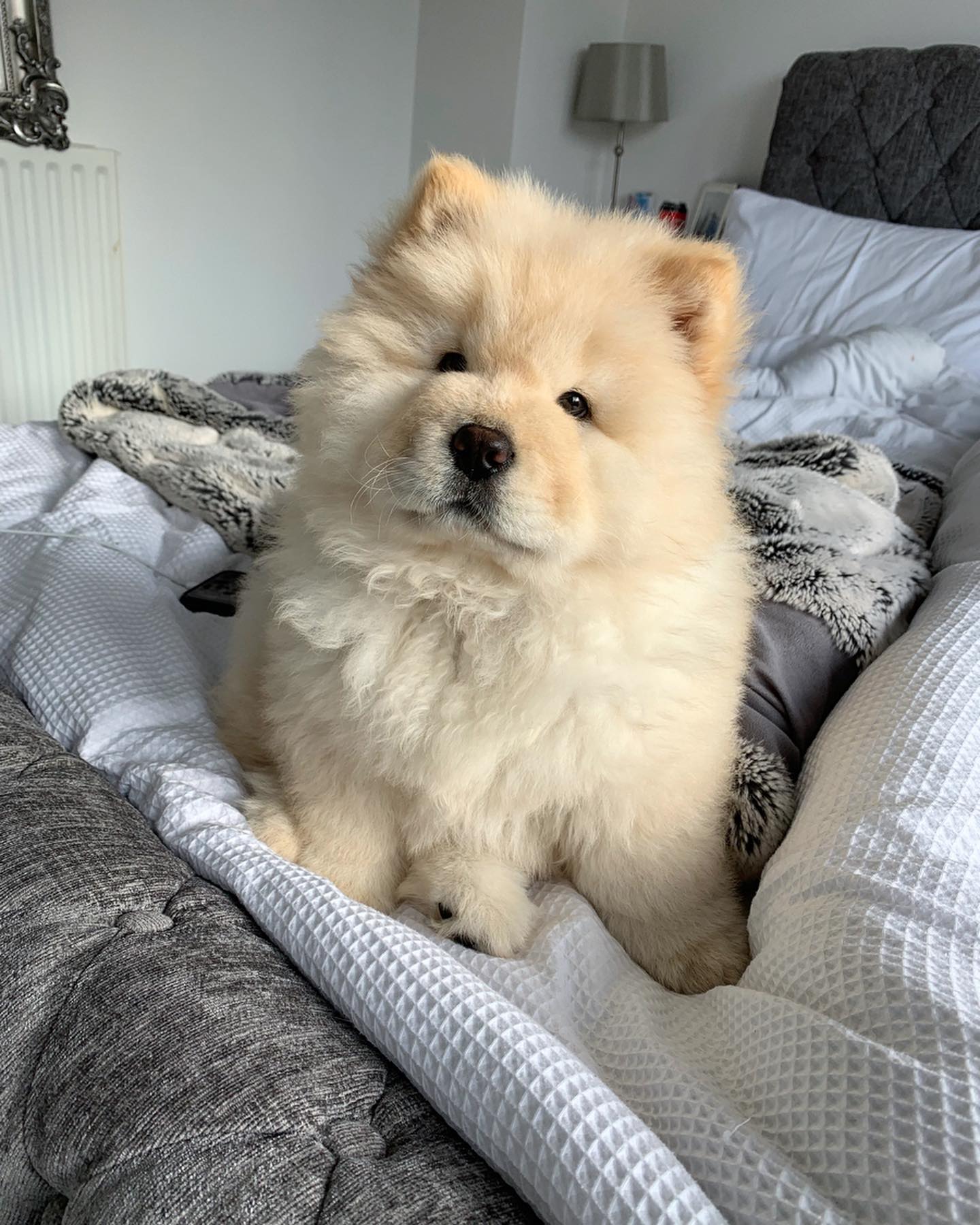 Mimi