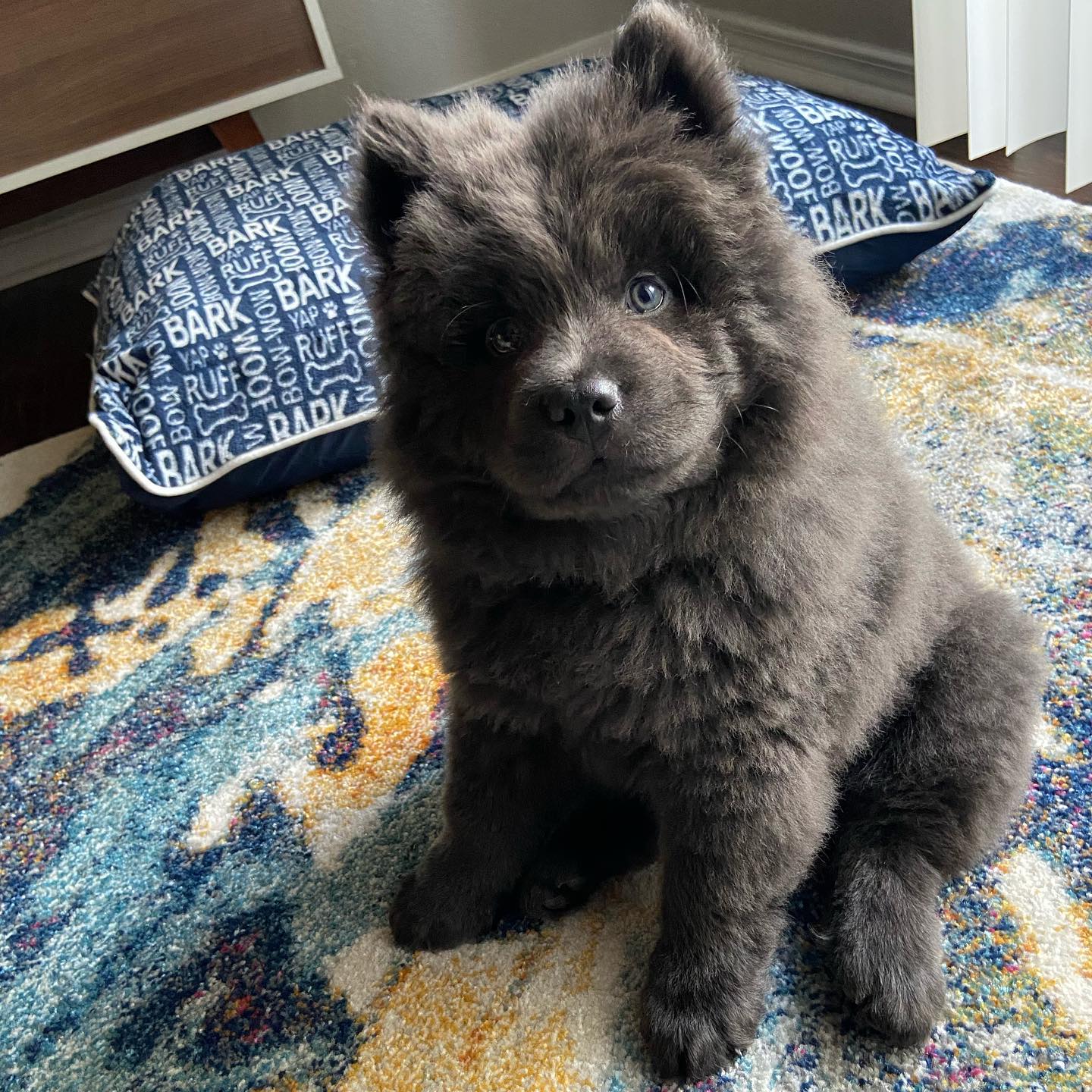 Nova