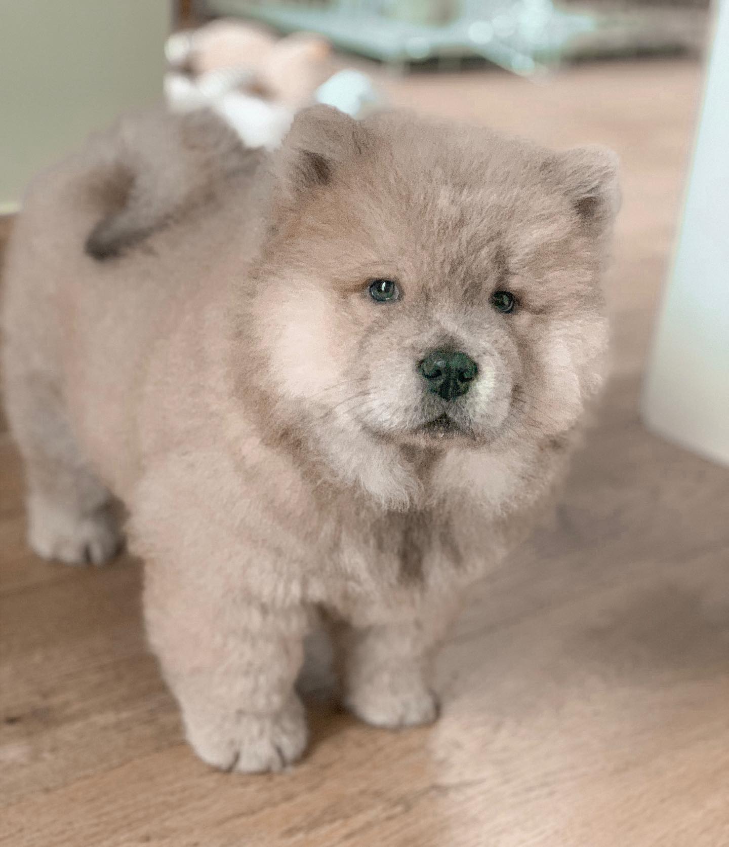 Penelope