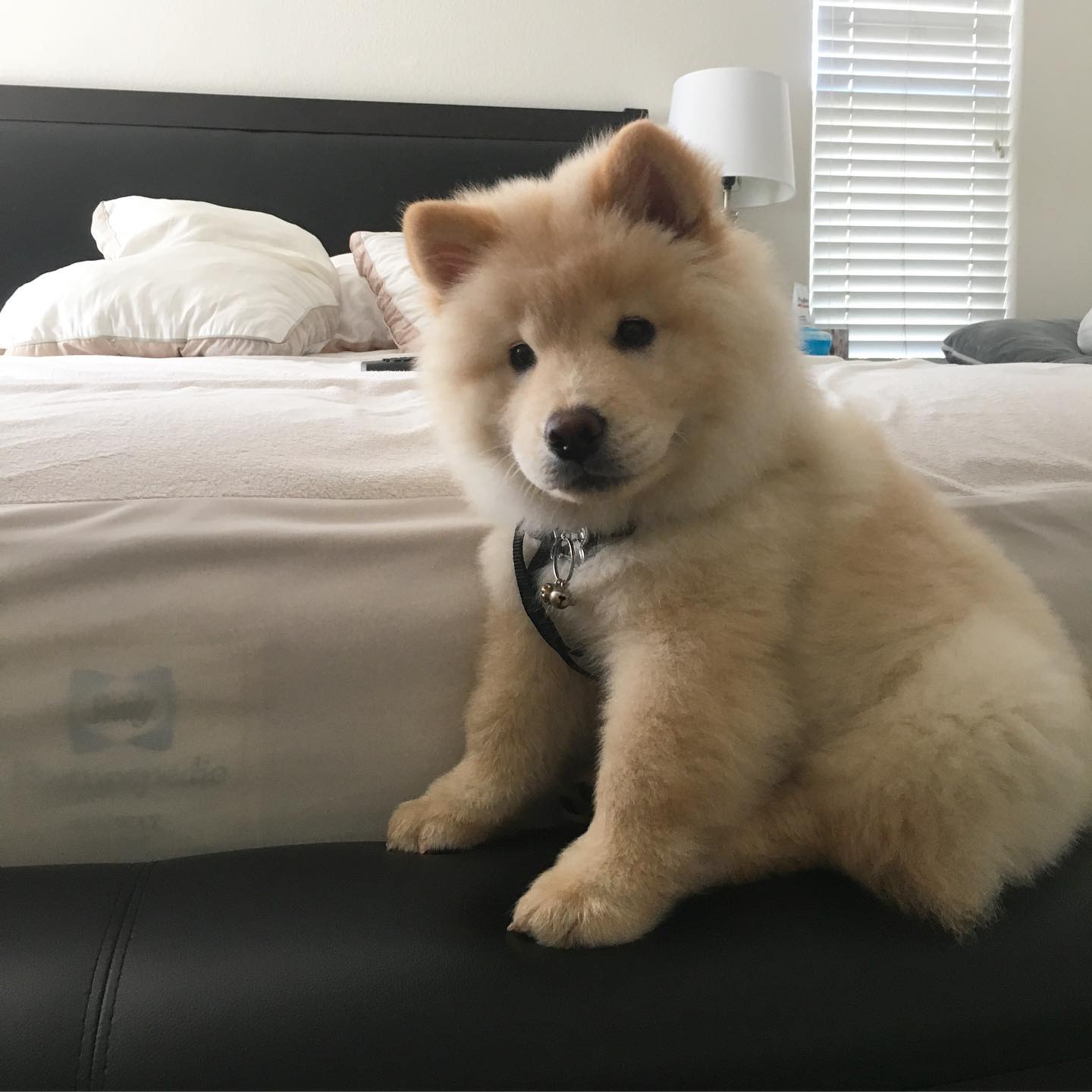 Twinkie