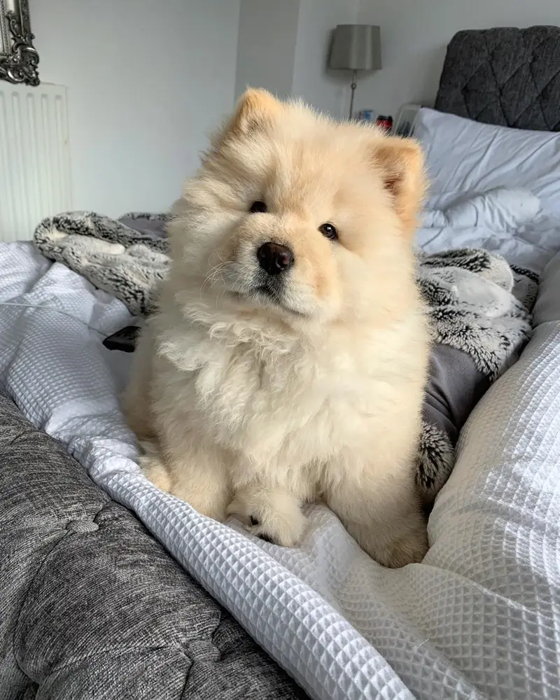Mimi