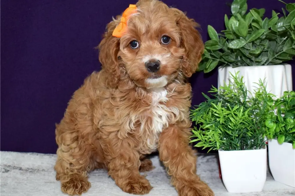 Cockapoo