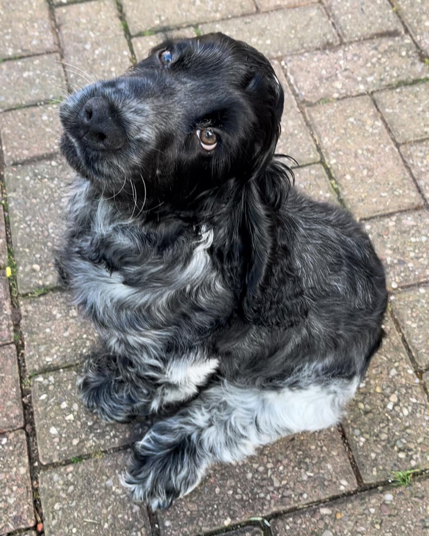 Cocker Spaniel