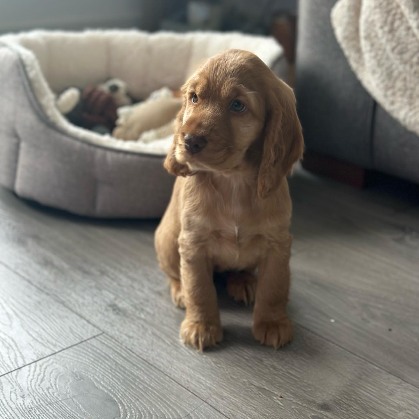 Mello