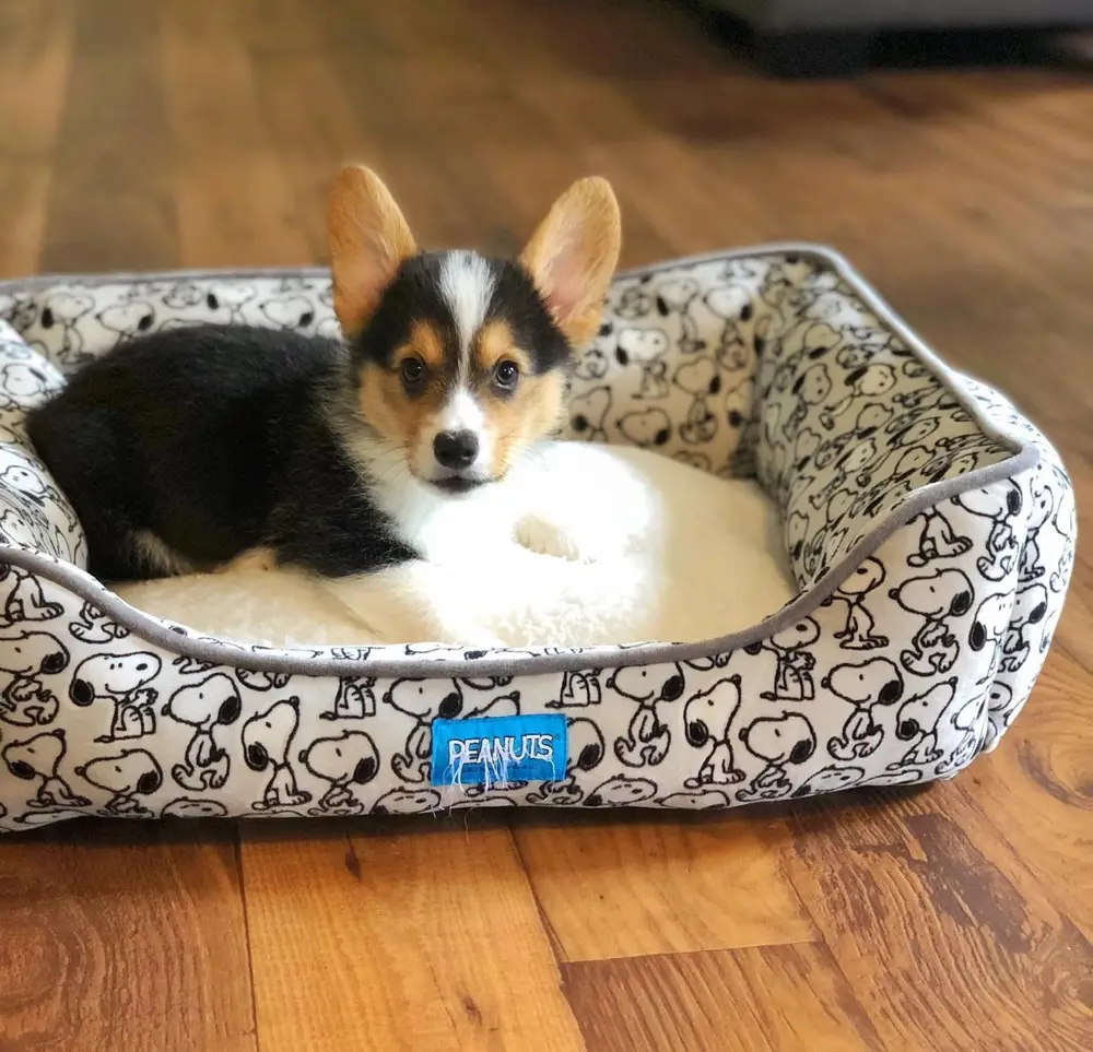 Loki