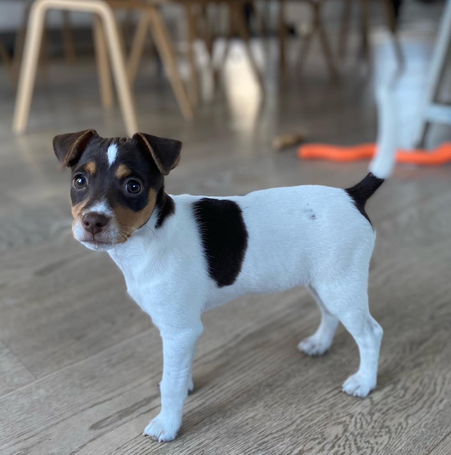 Dänisch-Schwedischer Farmhund
