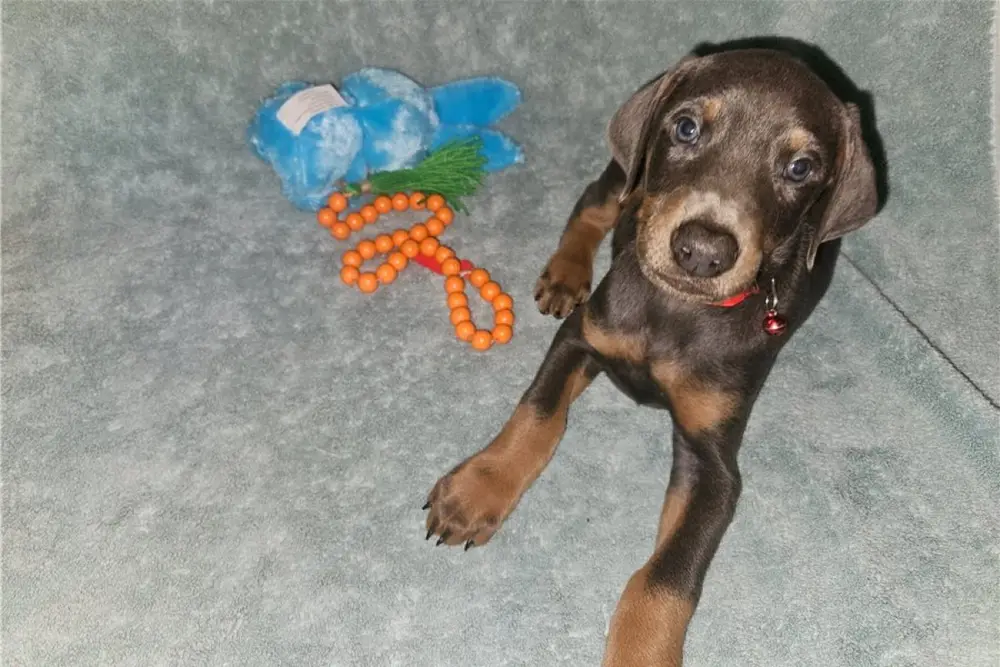 Dobermann