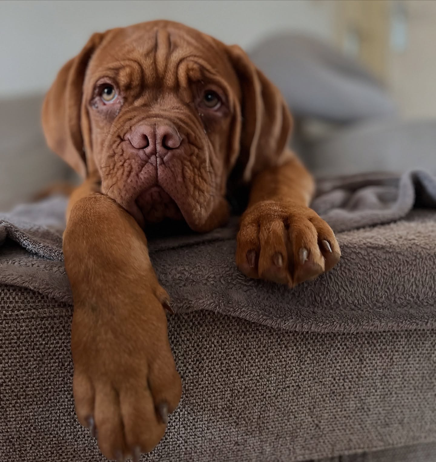 Bordeauxdogge