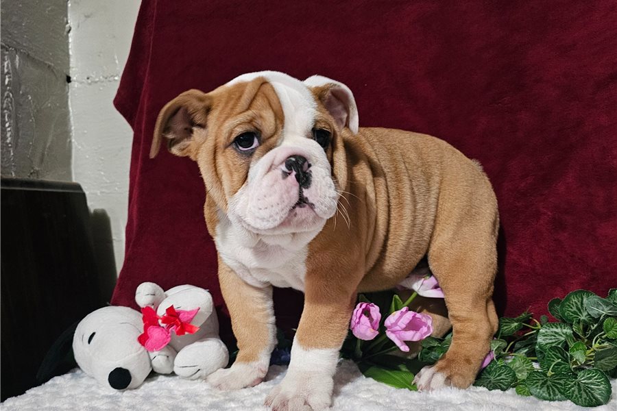 Englische Bulldogge