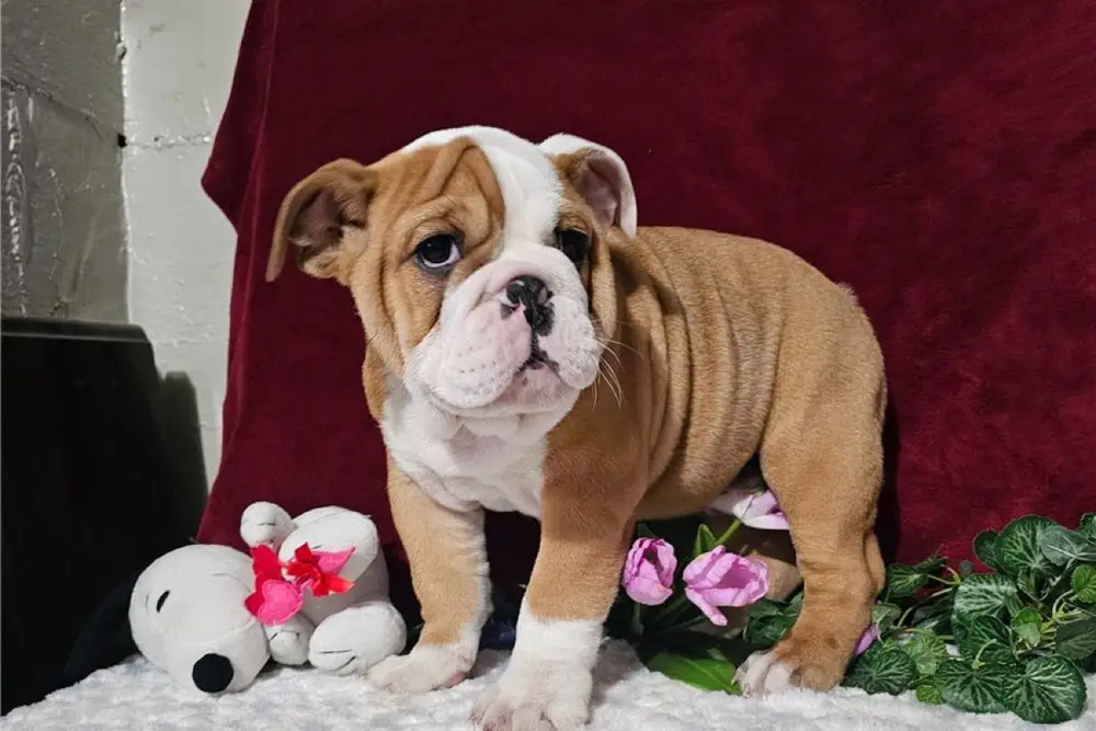 Englische Bulldogge