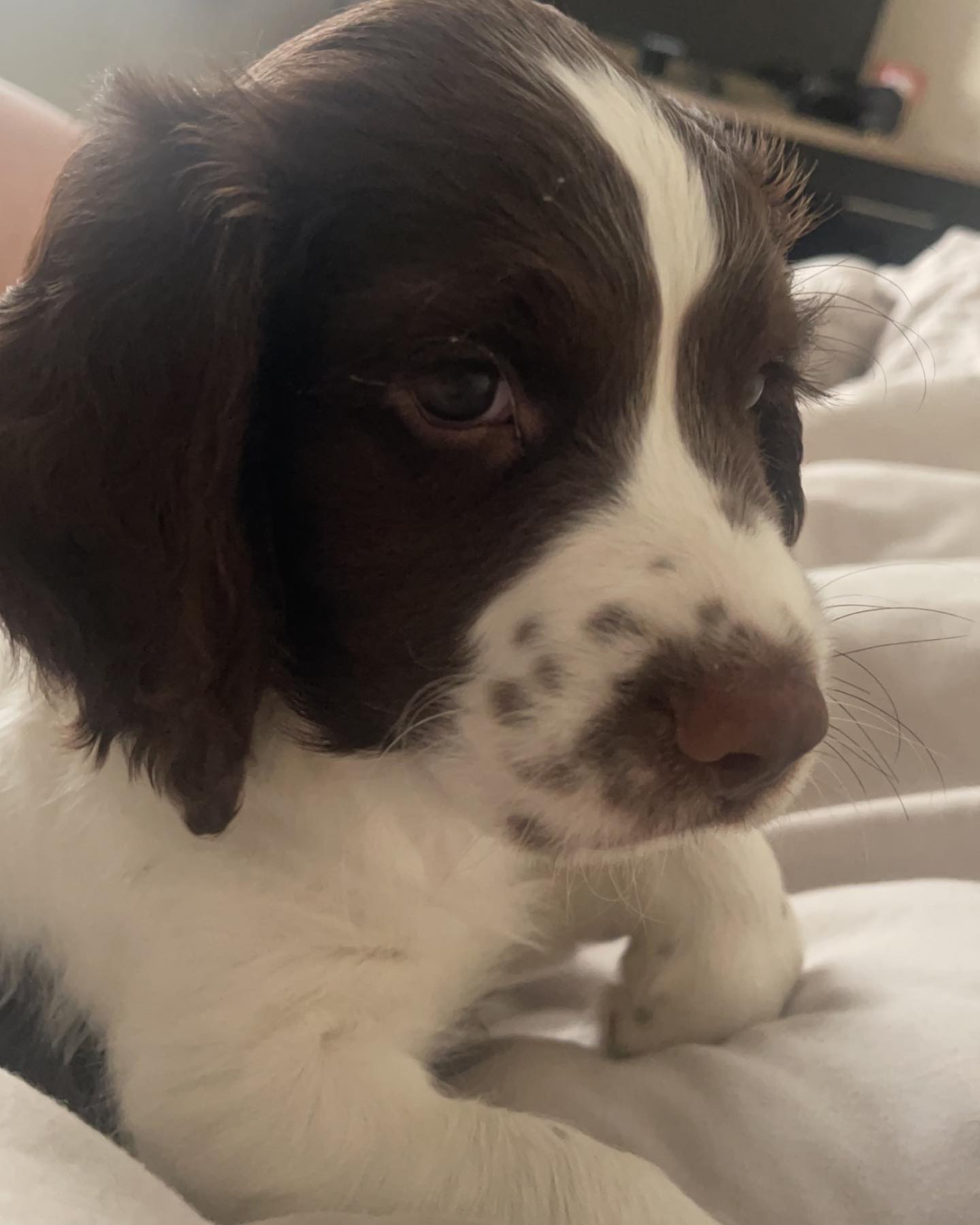 English Springer Spaniel