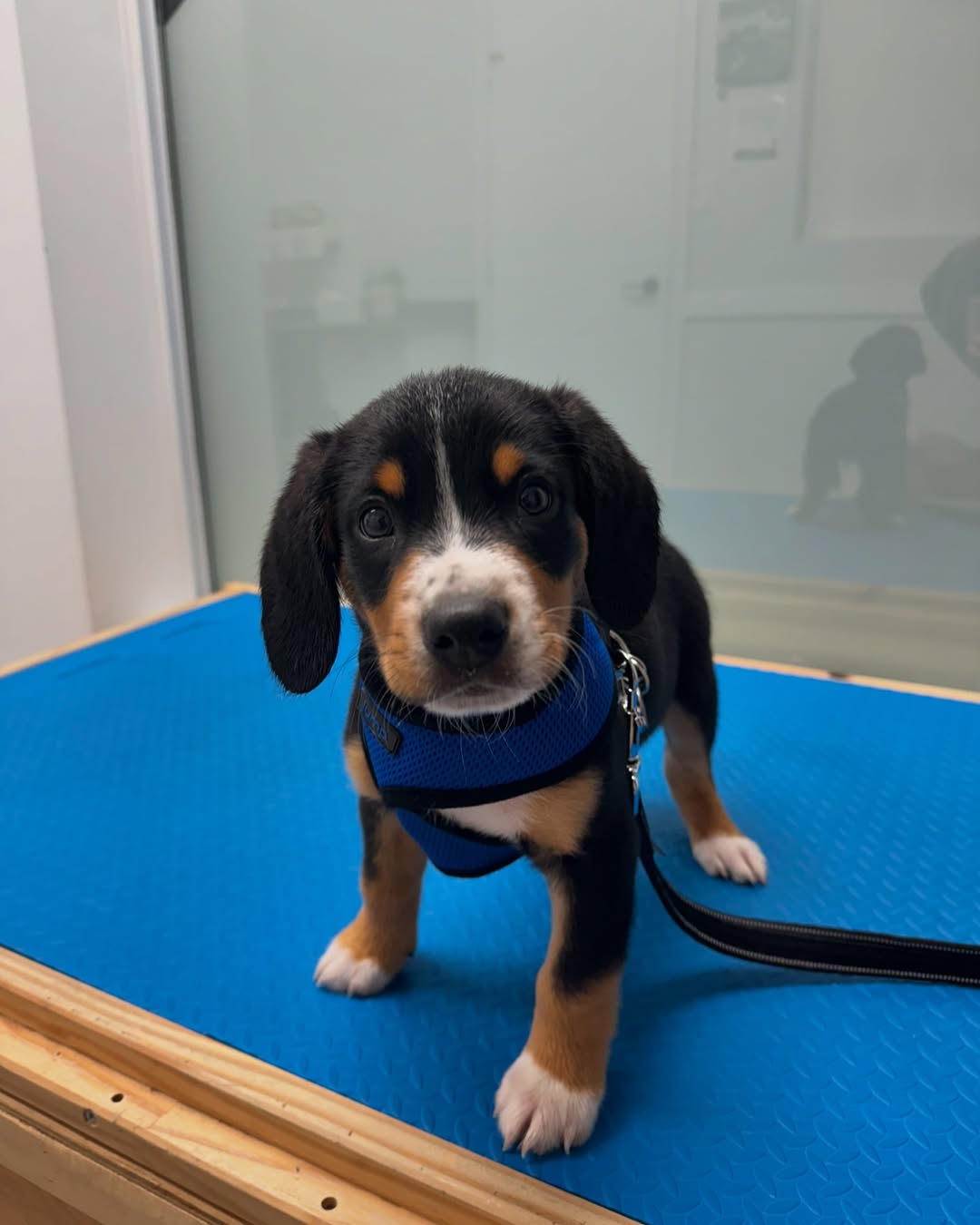 Entlebucher Sennenhund