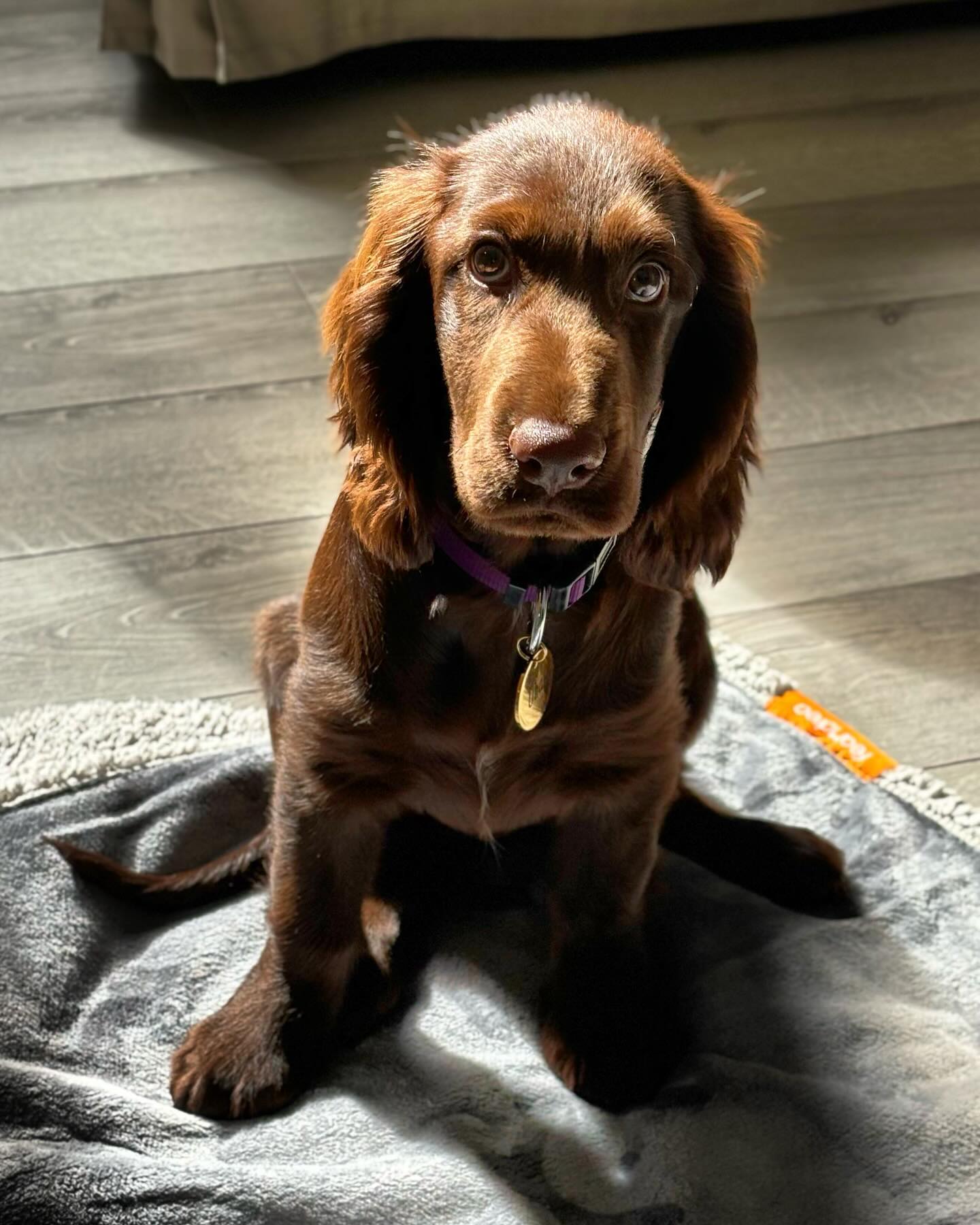Field Spaniel