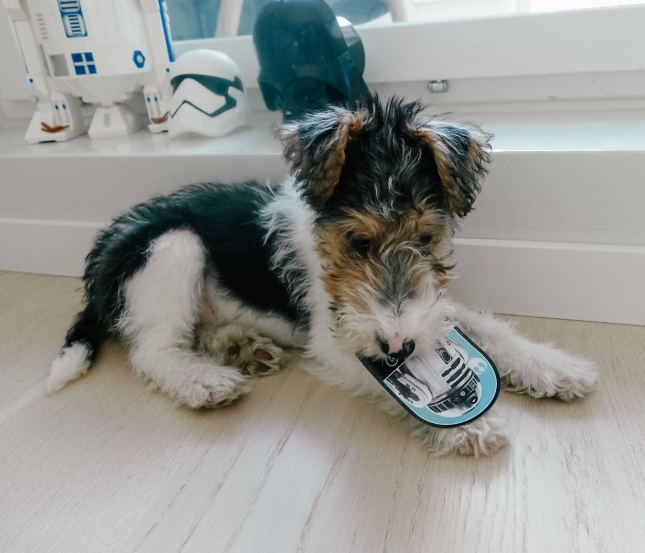 Foxterrier