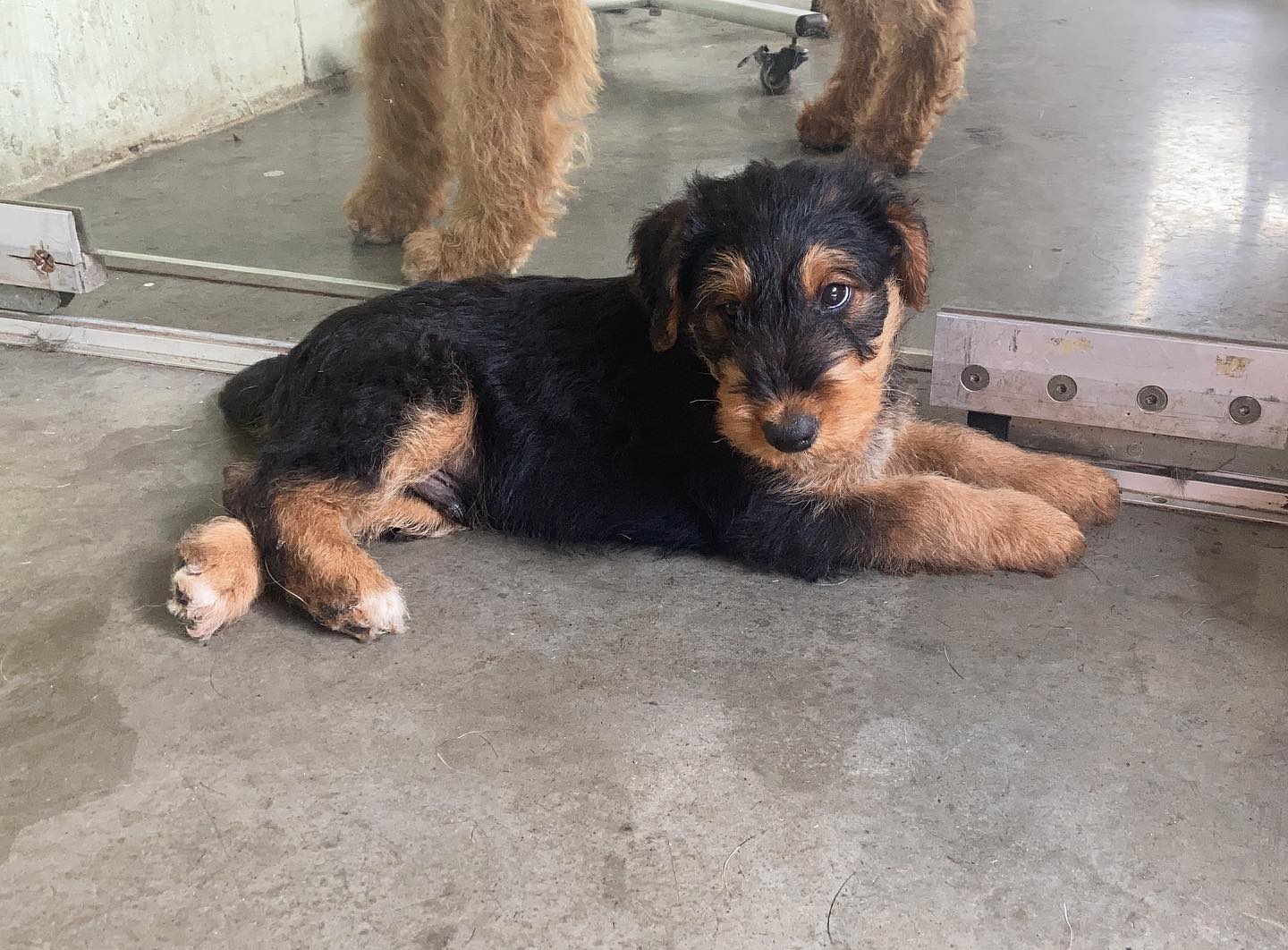 Rufus