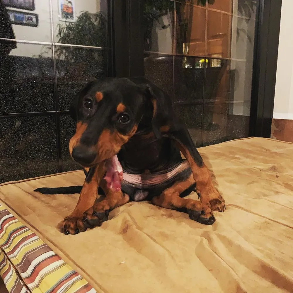 Deutscher Pinscher
