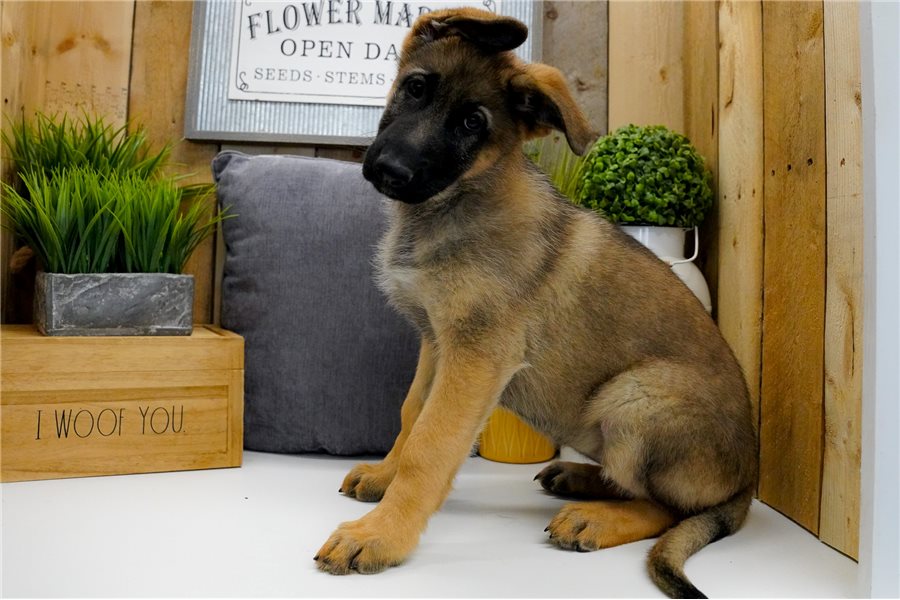 Deutscher Schäferhund
