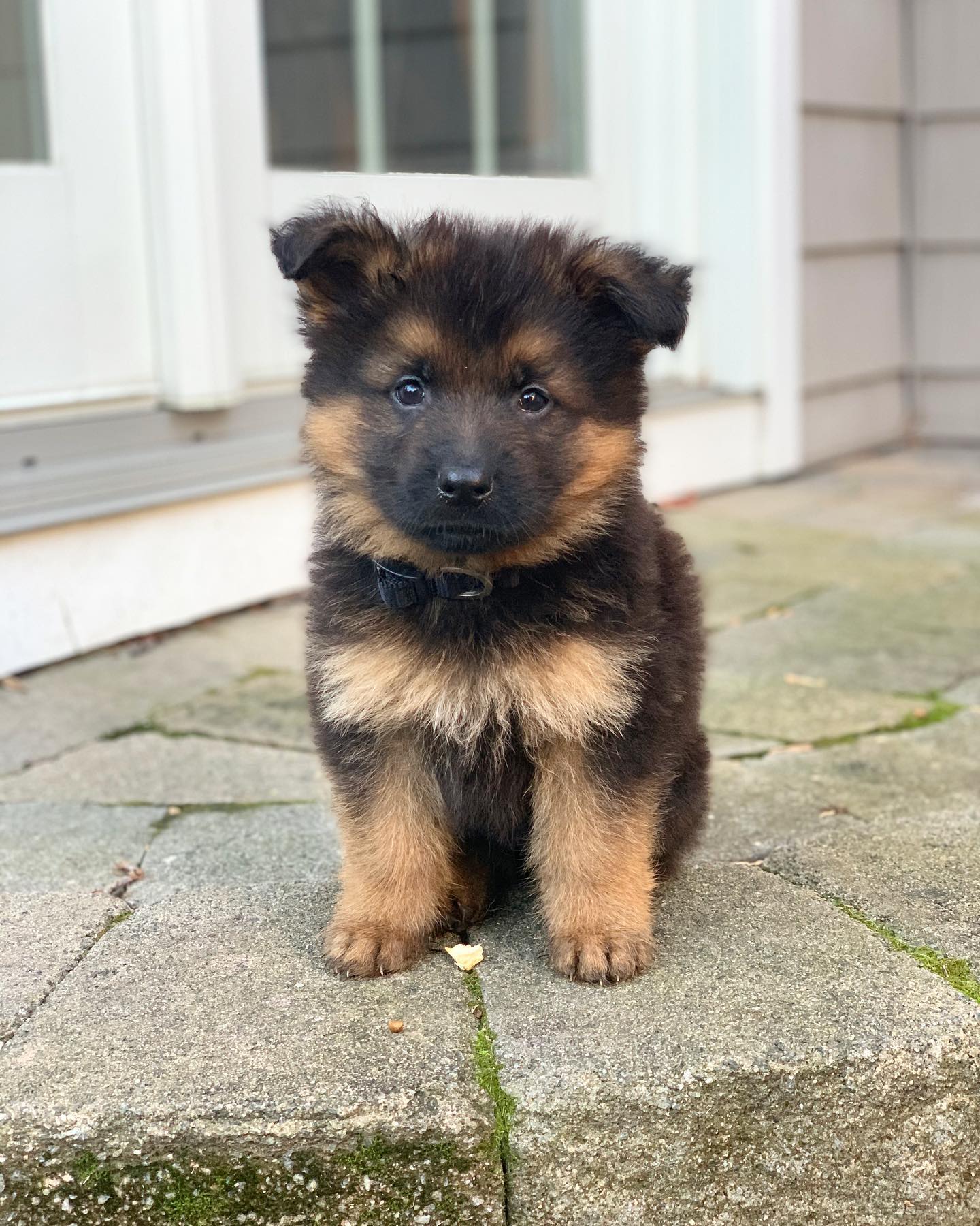 Chief