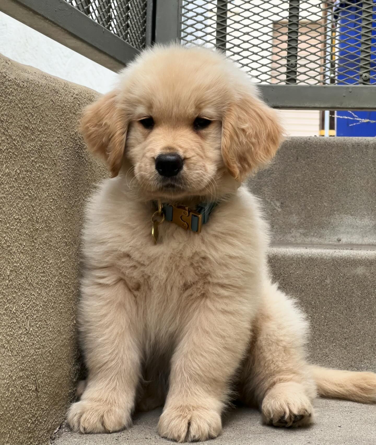 Zebby