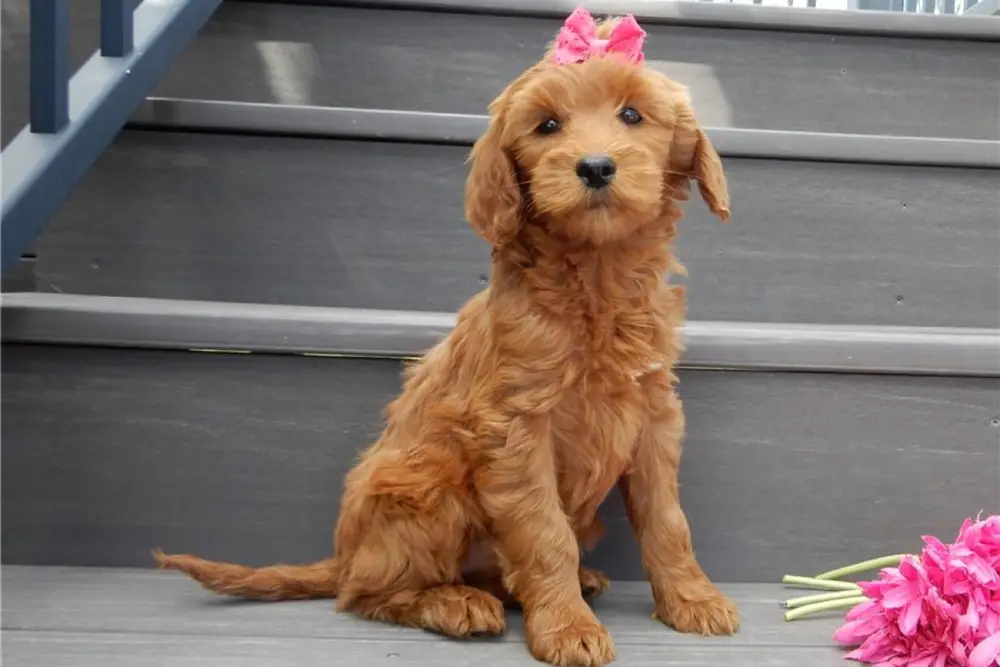Goldendoodle