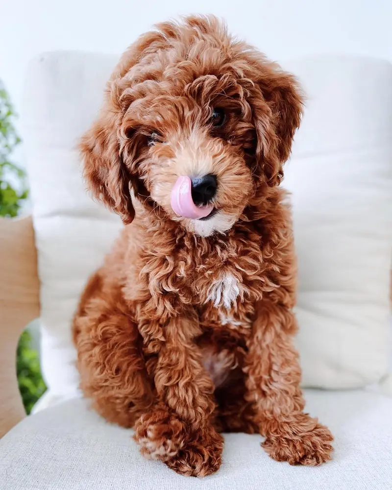 Milo